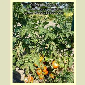 Sleeping Lady Tomato - Image 2