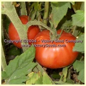Special Turkish Tomato - Image 2