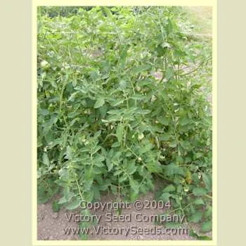 Special Turkish Tomato - Image 4