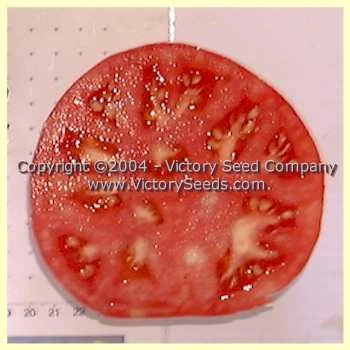 Special Turkish Tomato - Image 3