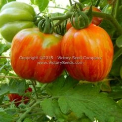 Schimmeig Stoo (Striped Cavern) Tomato