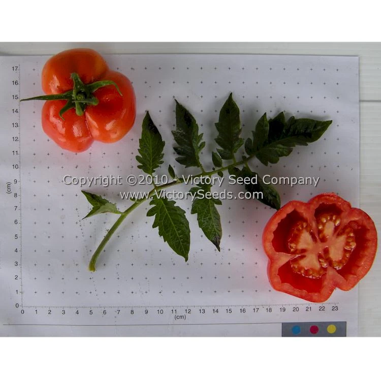 Red Stuffer Tomato - Image 7