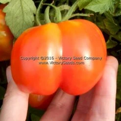 Red Stuffer Tomato