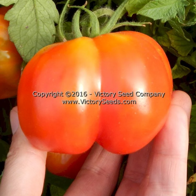Red Stuffer Tomato