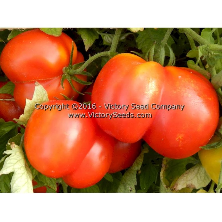 Red Stuffer Tomato - Image 4