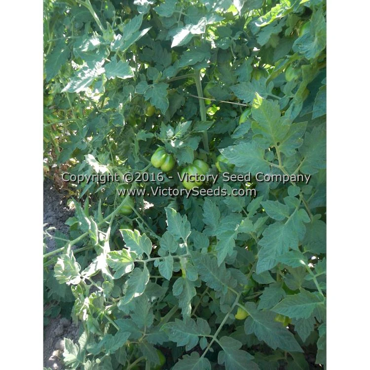 Red Stuffer Tomato - Image 6