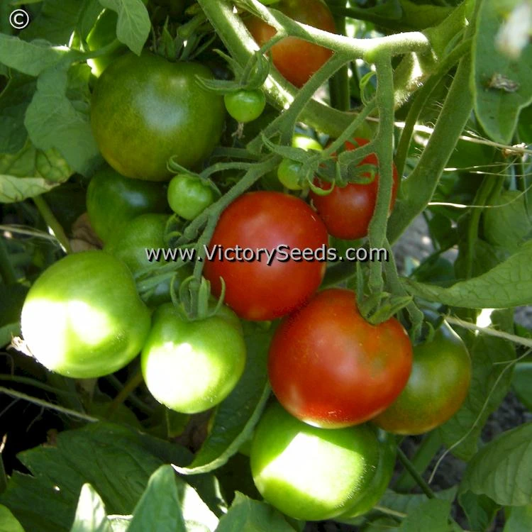 Stupice Tomato - Image 3