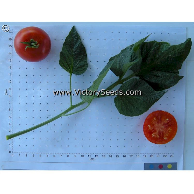Stupice Tomato - Image 6