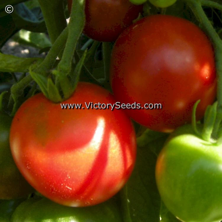 Stupice Tomato - Image 2