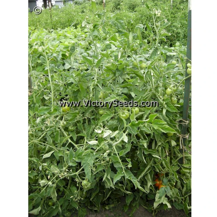 Stupice Tomato - Image 5