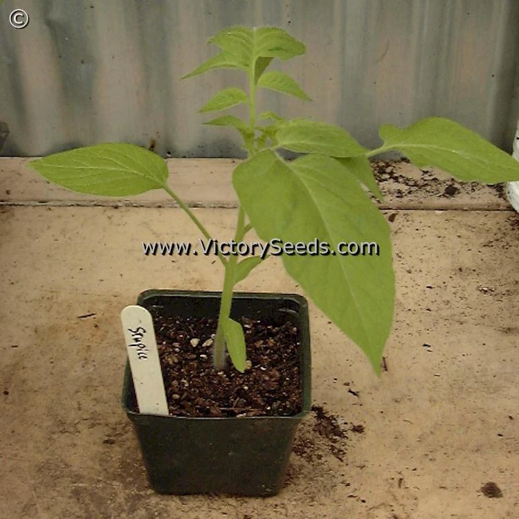 Stupice Tomato - Image 7