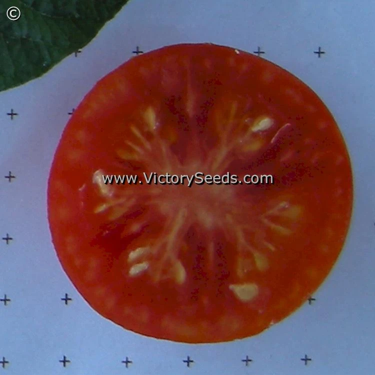 Stupice Tomato - Image 4
