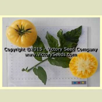 Summertime Gold Tomato - Image 3