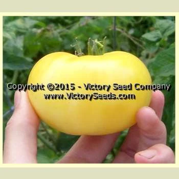 Summertime Gold Tomato - Image 4