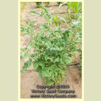 Summertime Gold Tomato - Image 2