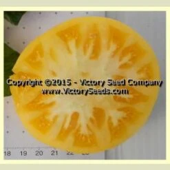 Summertime Gold Tomato