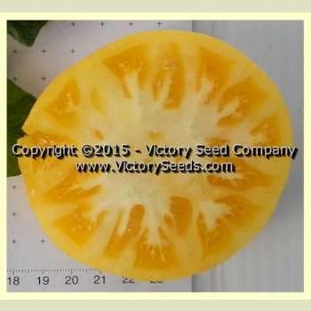 Summertime Gold Tomato