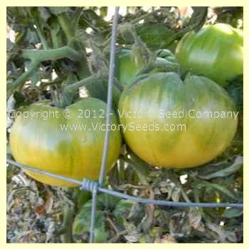 Summertime Green Tomato