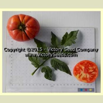 Sweet Adelaide Tomato - Image 3