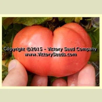 Sweet Adelaide Tomato - Image 4