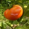 Sweet Scarlet Dwarf Tomato