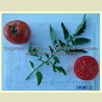 Tait's 'Trucker's Delight' Tomato - Image 3