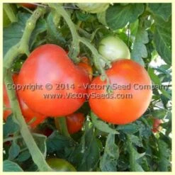 Tait's 'Trucker's Delight' Tomato