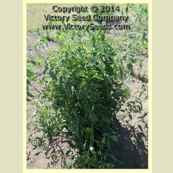 Tait's 'Trucker's Delight' Tomato - Image 2