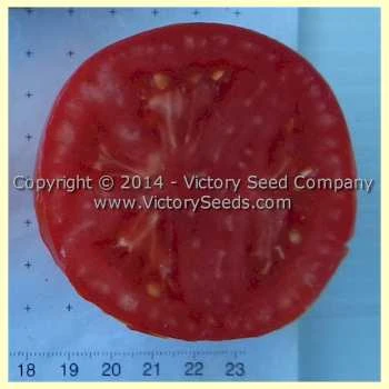 Tait's 'Trucker's Delight' Tomato - Image 4