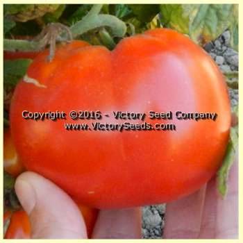 Tanunda Red Tomato