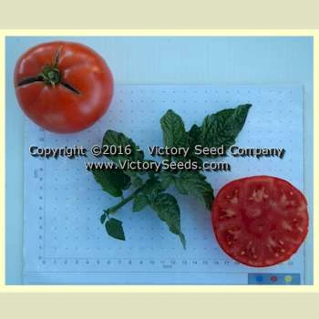 Tanunda Red Tomato - Image 3