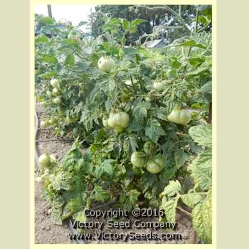 Tanunda Red Tomato - Image 2