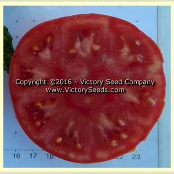 Tanunda Red Tomato - Image 4