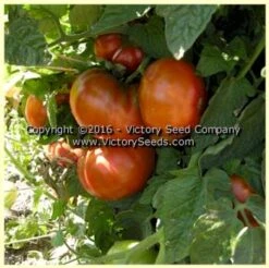 Tasmanian Chocolate Tomato