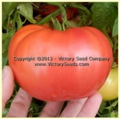 Tennessee Britches Tomato