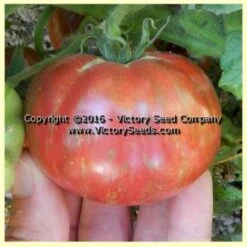 Tennessee Suited Tomato