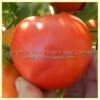 Tait's 'Thoroughbred Trucker's Delight' Tomato