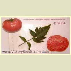 Tennessee Heirloom Tomato