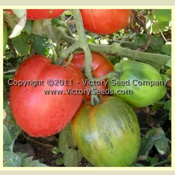 Tony's Italian Paste Tomato - Image 2