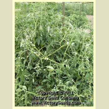 Tony's Italian Paste Tomato - Image 4