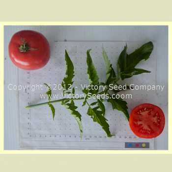 Traveler 76 Tomato - Image 2