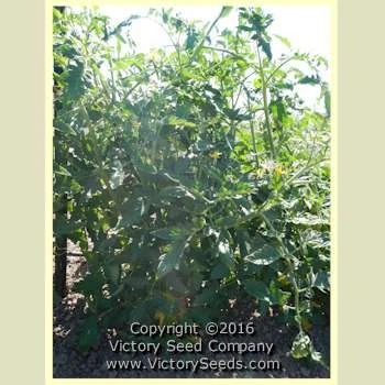 Traveler 76 Tomato - Image 3