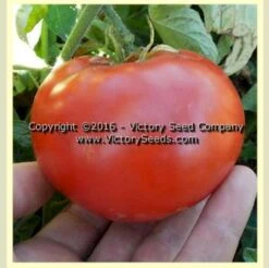 Trophy Tomato