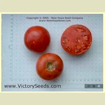 Burpee's Trucker's Favorite Tomato - Image 5