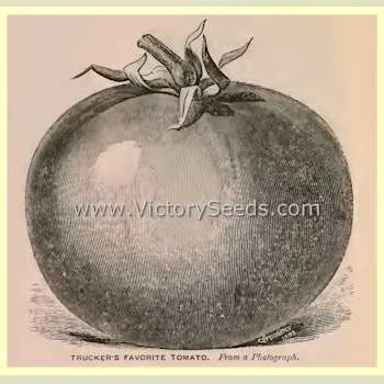 Burpee's Trucker's Favorite Tomato - Image 6