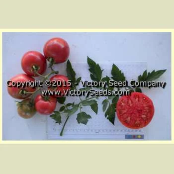 Burpee's Trucker's Favorite Tomato - Image 3