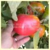 Burpee's Trucker's Favorite Tomato