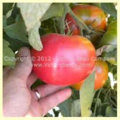 Burpee's Trucker's Favorite Tomato