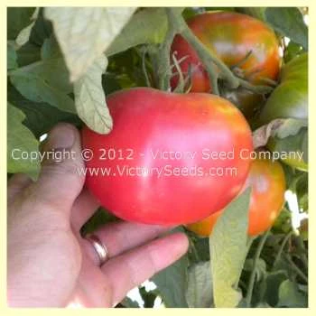 Burpee's Trucker's Favorite Tomato