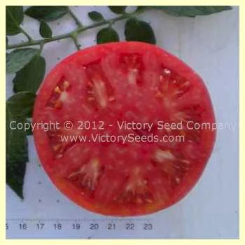 Burpee's Trucker's Favorite Tomato - Image 2